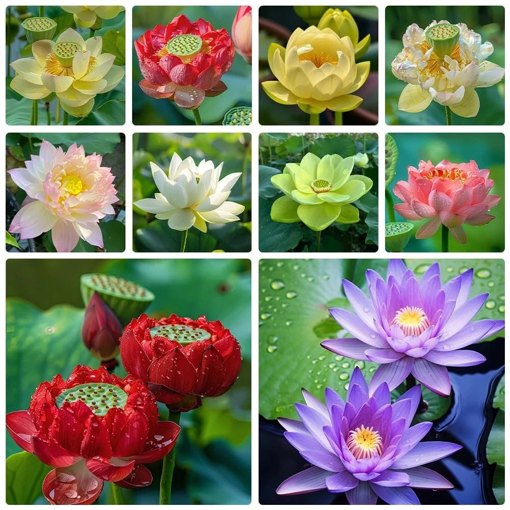 60pcs Mix Bonsai Lotus Seeds for Planting in Water Bowl Lotus Seed Water Lily…
