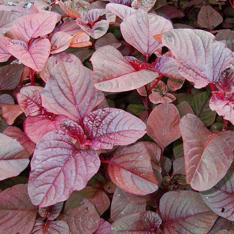 Red Garnet Amaranth Seeds 1000+ Amaranthus Tricolor Annual NON-GMO USA FREE S&H