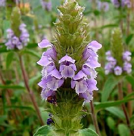 Self Heal Prunella vulgaris 250 seeds