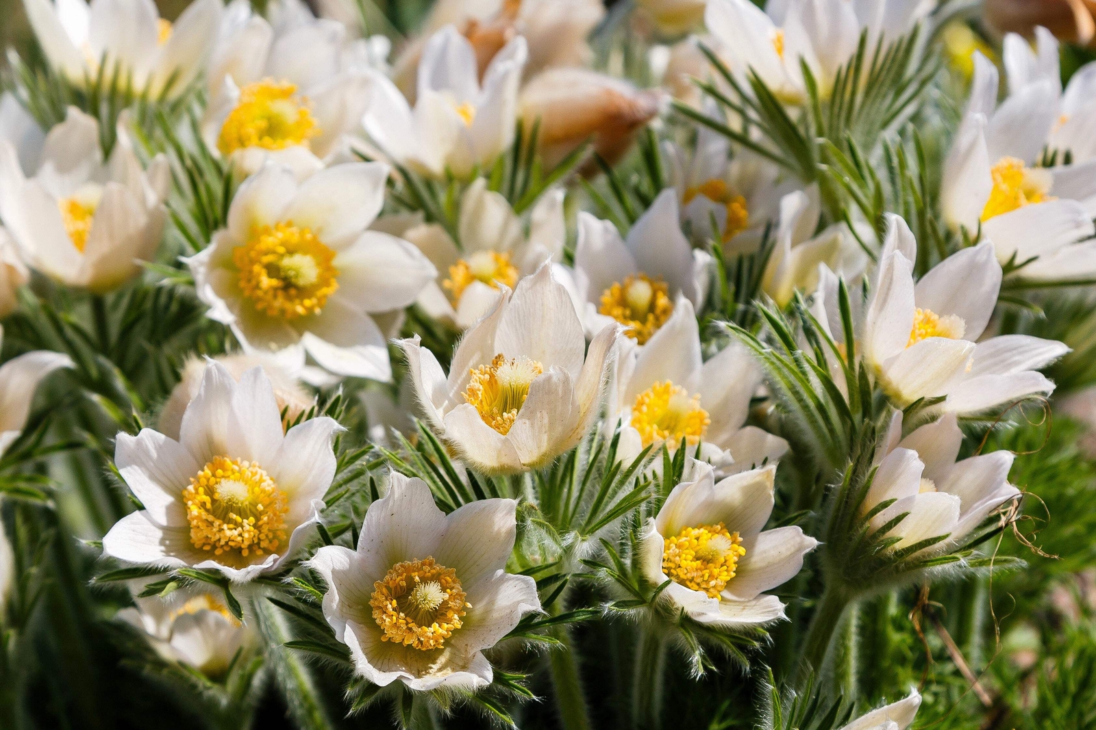 25 WHITE ANEMONE Pulsatilla Vulgaris Purple PASQUE FLOWER Seeds *Flat S/H