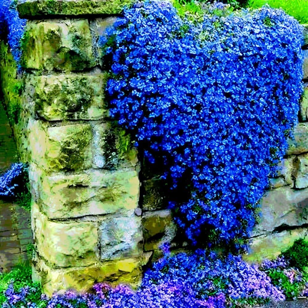 15000+ Blue Creeping Thyme Seeds Ground Cover,Blue Woolly Thyme Seeds Non-GMO He