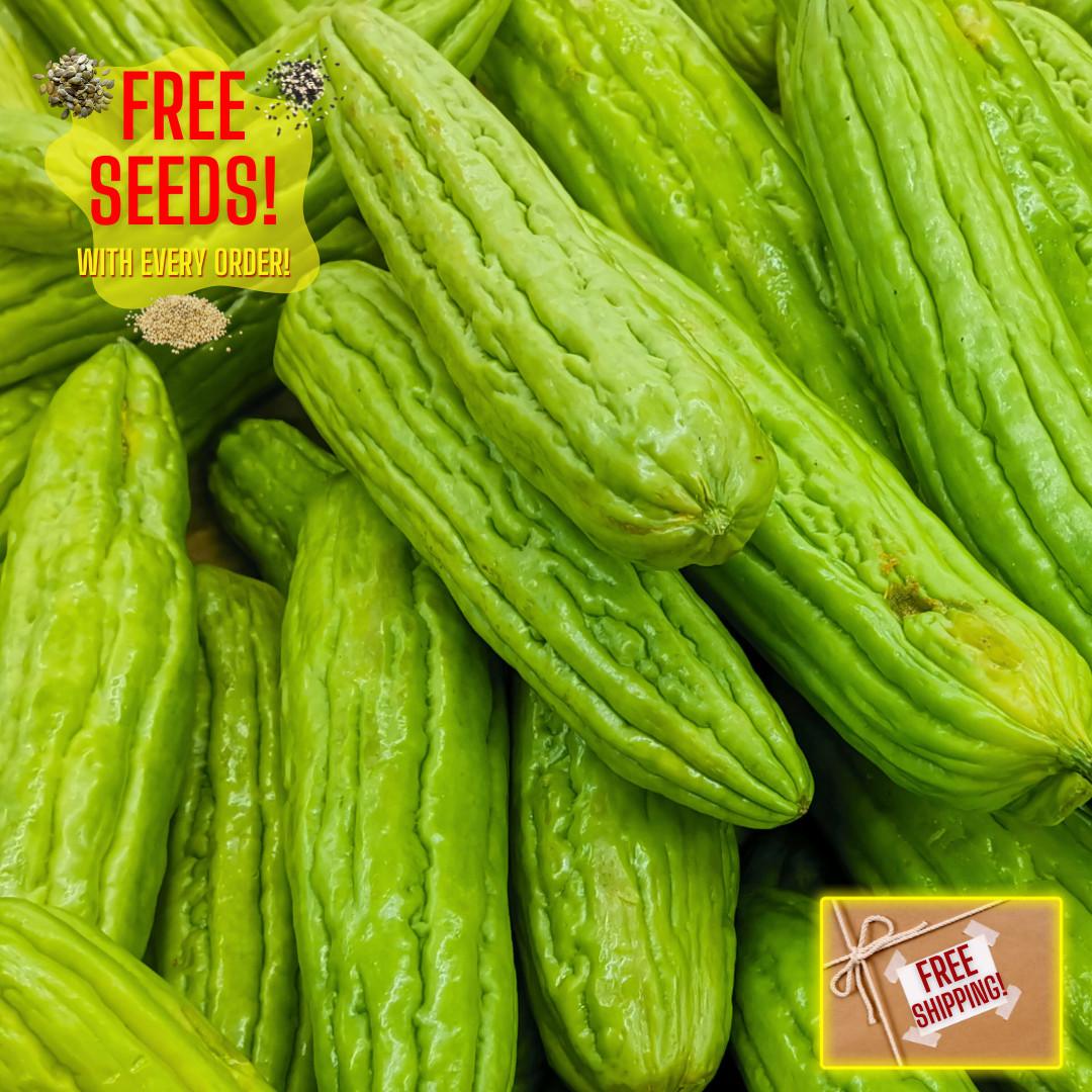 Fresh Bitter Melon Seeds | Tai Guo | Heirloom Non-GMO | Asian Vegetables