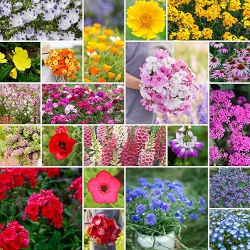 Wildflower Mixed Seeds for Planting – 1 lb, 480,000+ Seeds, Attracts Pollinators