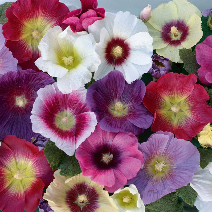 40 SEEDS – Hollyhock INDIAN SPRING old fashioned cottage GroCo BUY 15=SHIPS FREE