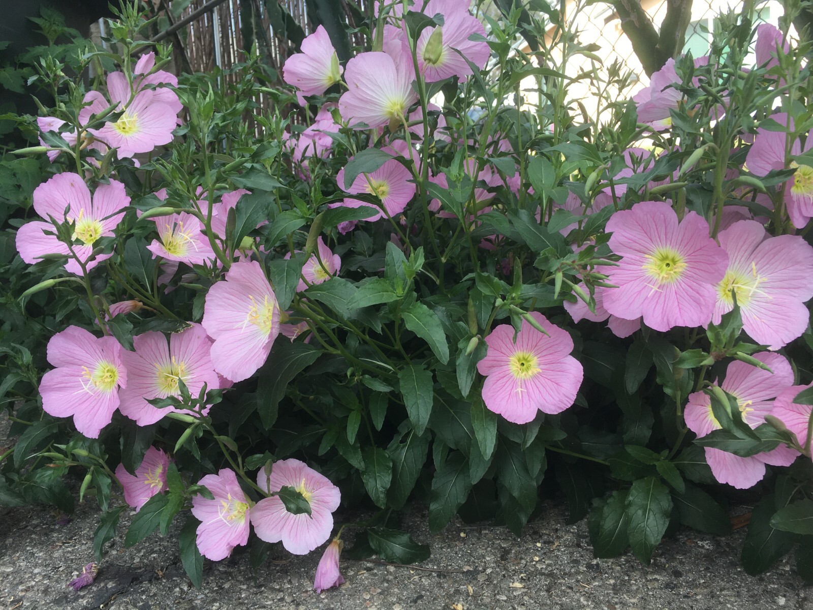500+Pink Showy Evening Primrose Seeds Medicinal Herb Border Container Garden USA
