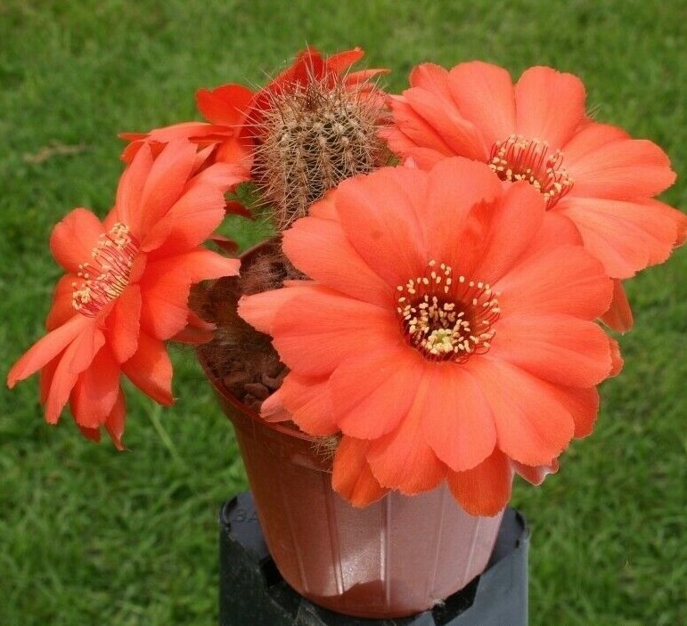 Chamaelobivia (Peanut Cactus) “Wotan” Cactus Seeds (100 Seeds)