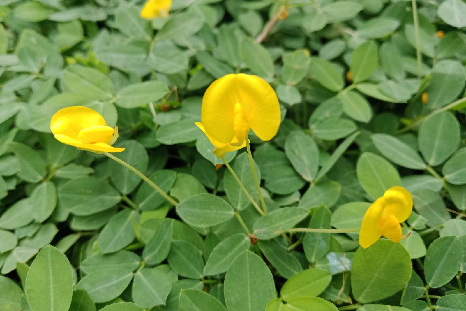 15 Seeds ‘ JUMBO ‘ VIRGINIA PEANUT Arachis Hypogaea Perennial Nut Plant