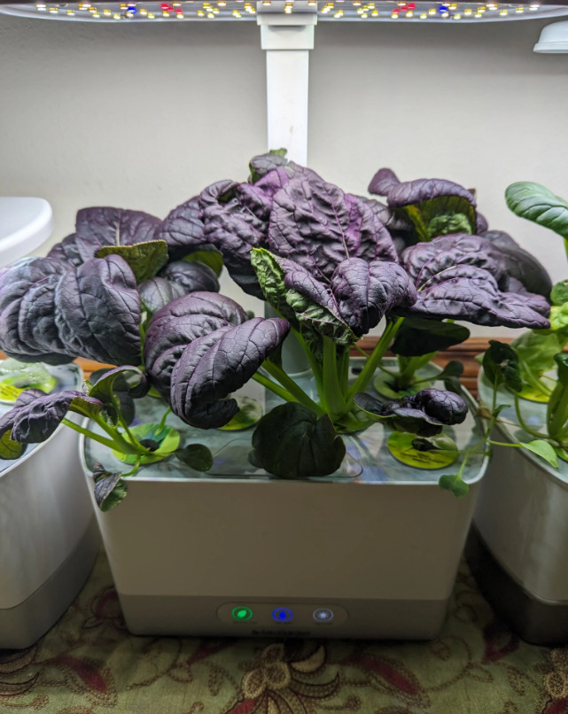 🌱Heirloom Purple Lady Bok Choy 50+ Seeds ✦Great Taste