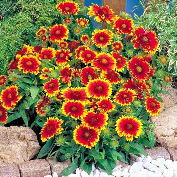 201+BLANKET FLOWER Seeds Native Wildflower Perennial Drought Heat Container Easy