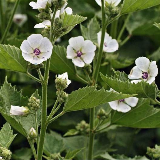 50 Marshmallow Seeds Althaea officinalis