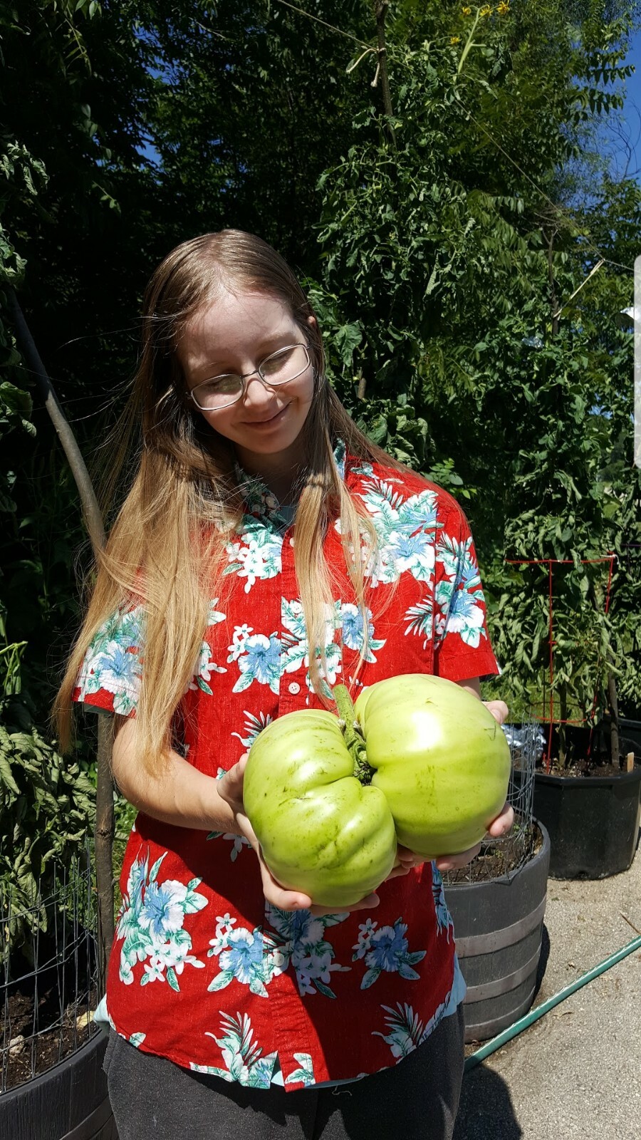 Giant Tomato Seeds X20! Big Zac! Award Winning!Can Produce Fruit Well Over 5lbs!