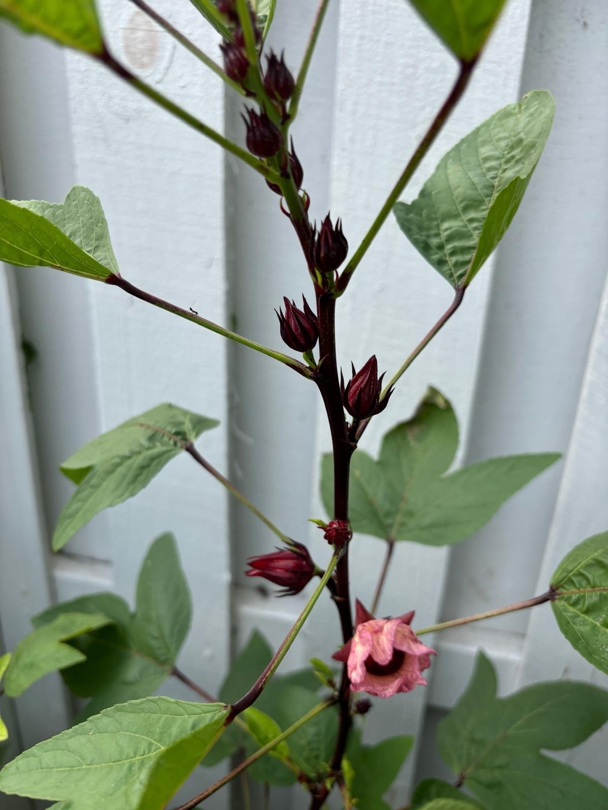 Roselle Hibiscus Seeds Red Sorrell Florida Cranberry Jamaican Tea – 15 Seeds