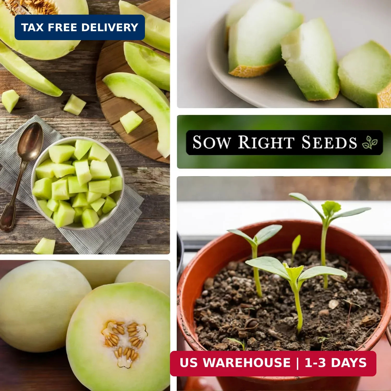 Sow Right Seeds – Green Honeydew Melon Seeds for Planting – Non-GMO Heirloom Pac