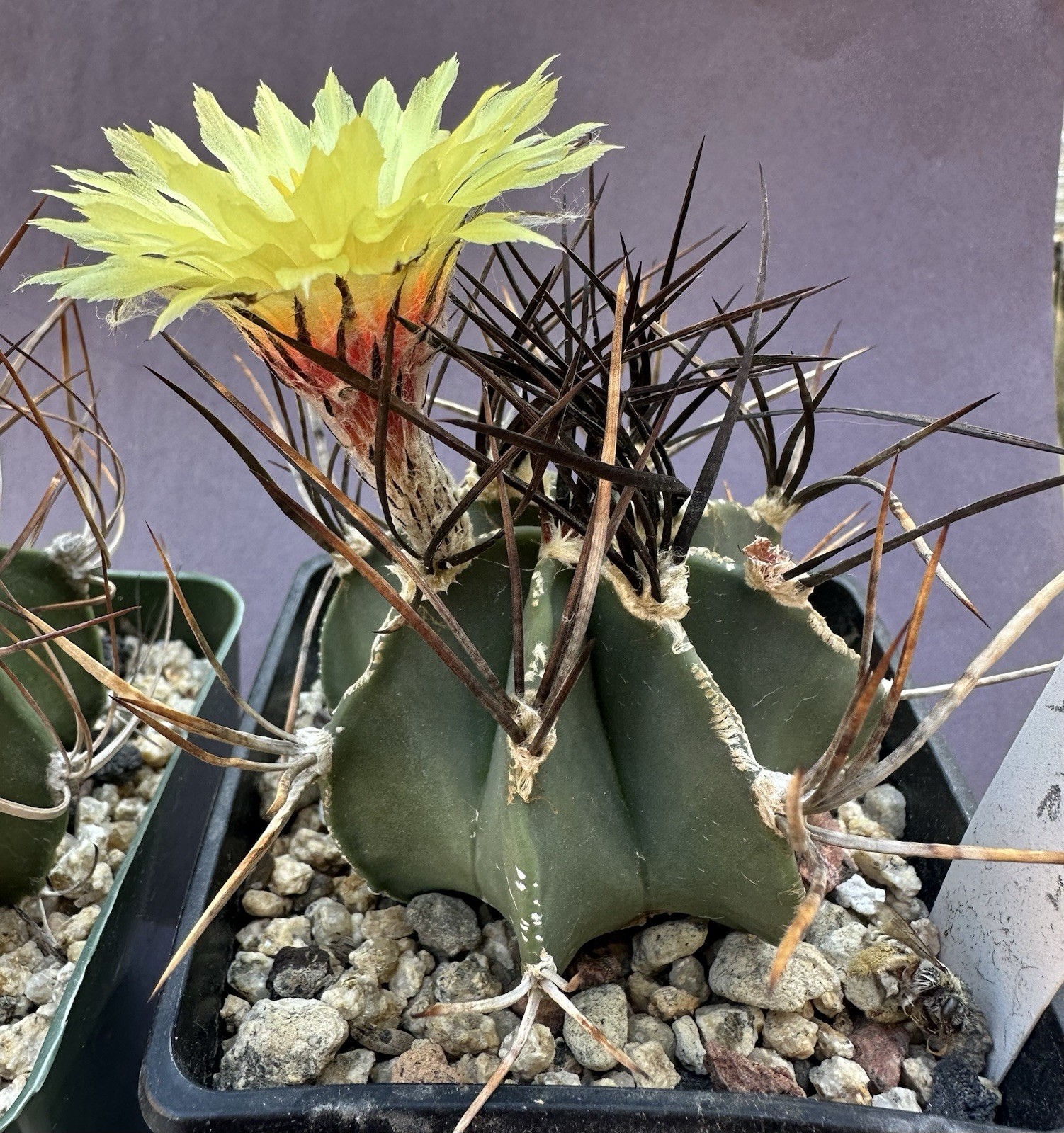 25seeds Astrophytum Capricorn V.Nudum Fresh Cactus Seeds 2025