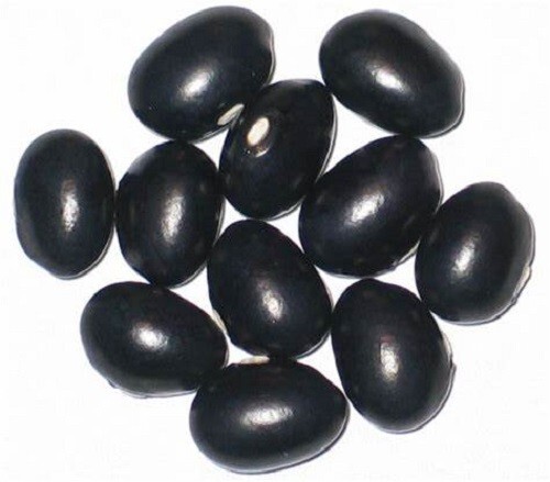 30 Black Coco Bean Seeds