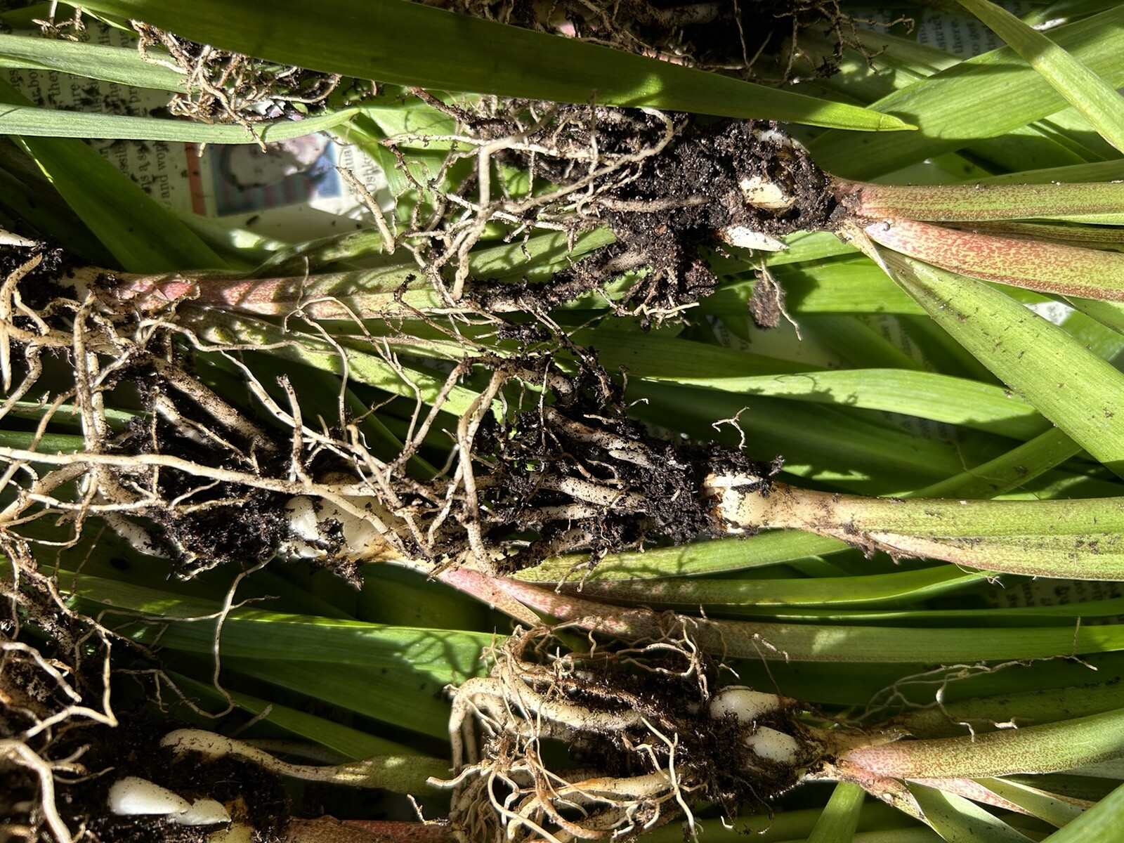 Tuberose bulbs double Pearl (Polianthus) Bare root plants set of 8+ Bubbletts