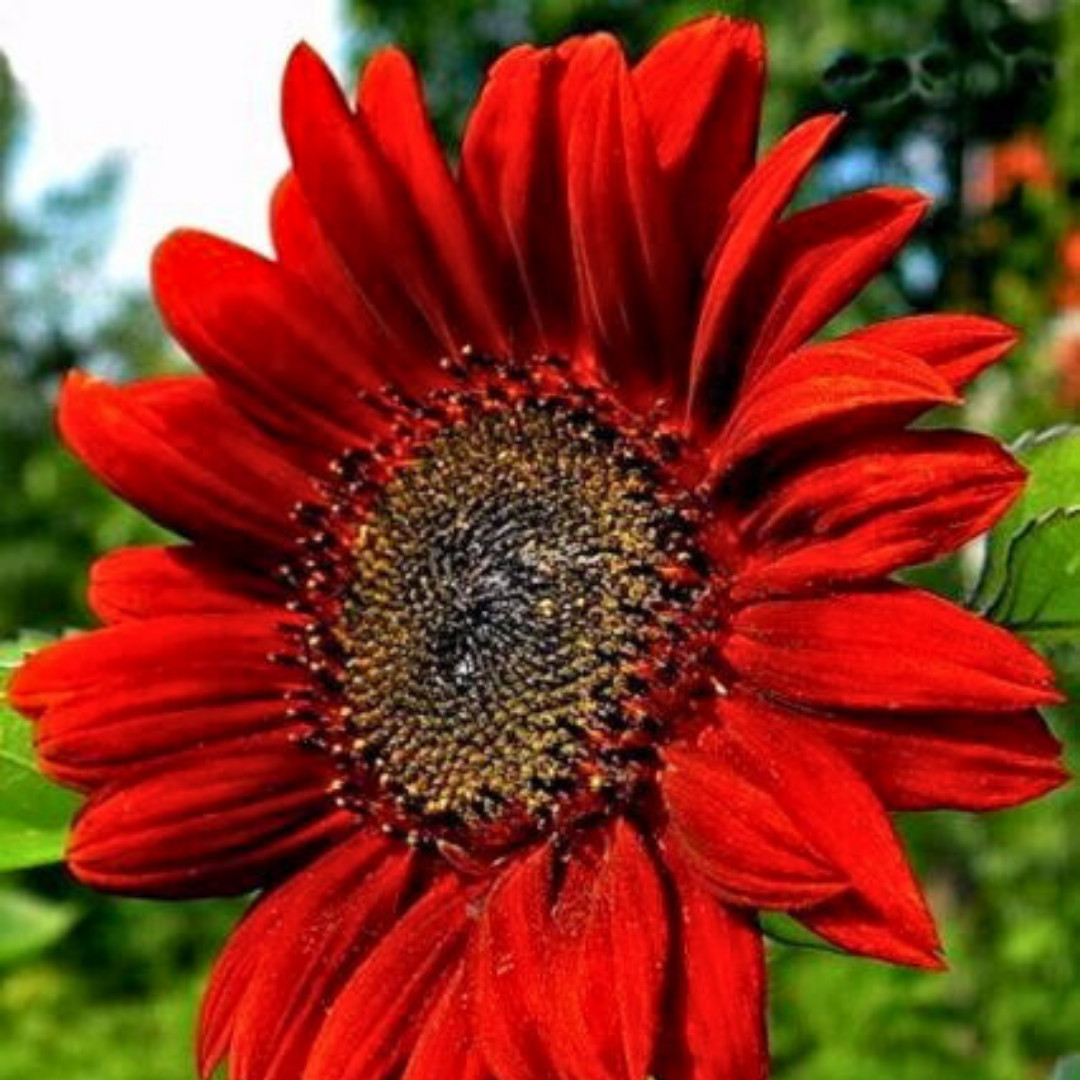 Fresh Premium Red Sun Sunflower Seeds | Heirloom Non-GMO | Flower seeds