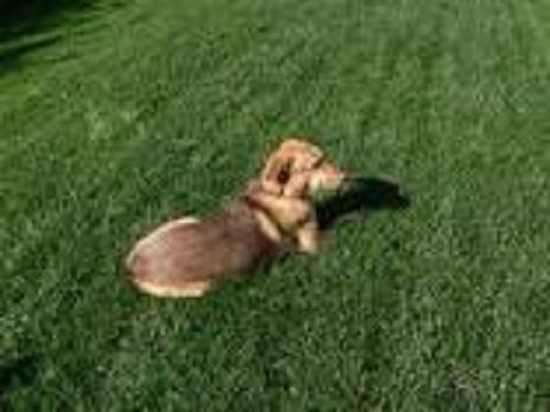 FALCON IV TURF TYPE FESCUE Grass Seed Disease Resistant Deep Green Color & Hardy
