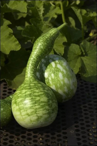 10 Speckled Swan Gourd Seeds. Organic. USA Seeds. Ships free