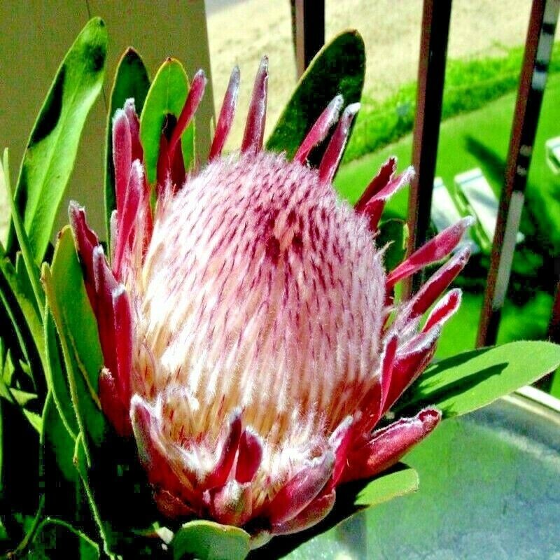 10 Queen (Protea magnifica) Seeds Rare South African “Woolly Beard” Flower