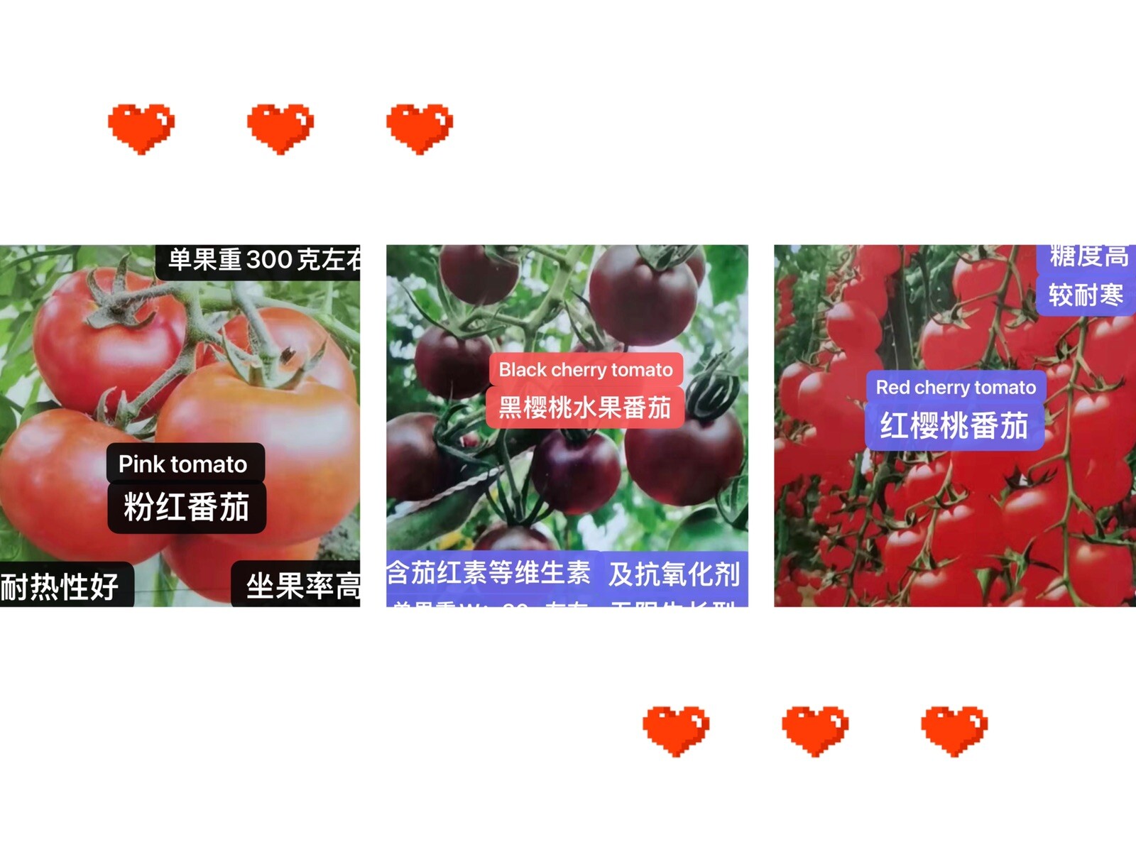 75Ct seeds set:Pink tomato,red& black cherry tomato75粒西红柿种子包：粉番茄，红&黑樱桃番茄各25粒2023