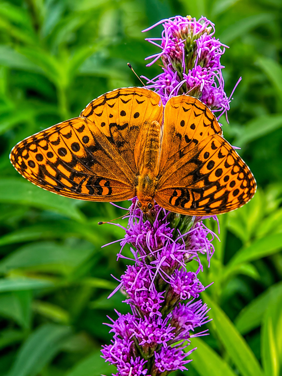 70 Prairie Blazing Star Seeds, Snakeroot, Native Wildflower, Genuine USA