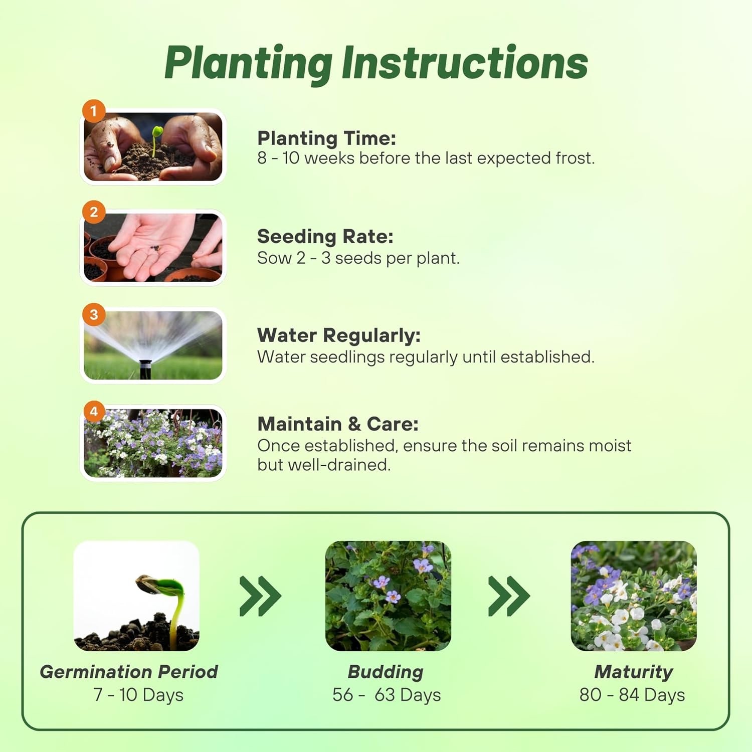 20 Seeds Bacopa Utopia Fuseables – Trailing Bacopa Flower Seeds