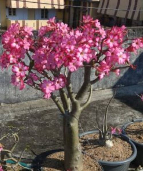 Adenium Somalense, “Black Somalense”, 25 seeds