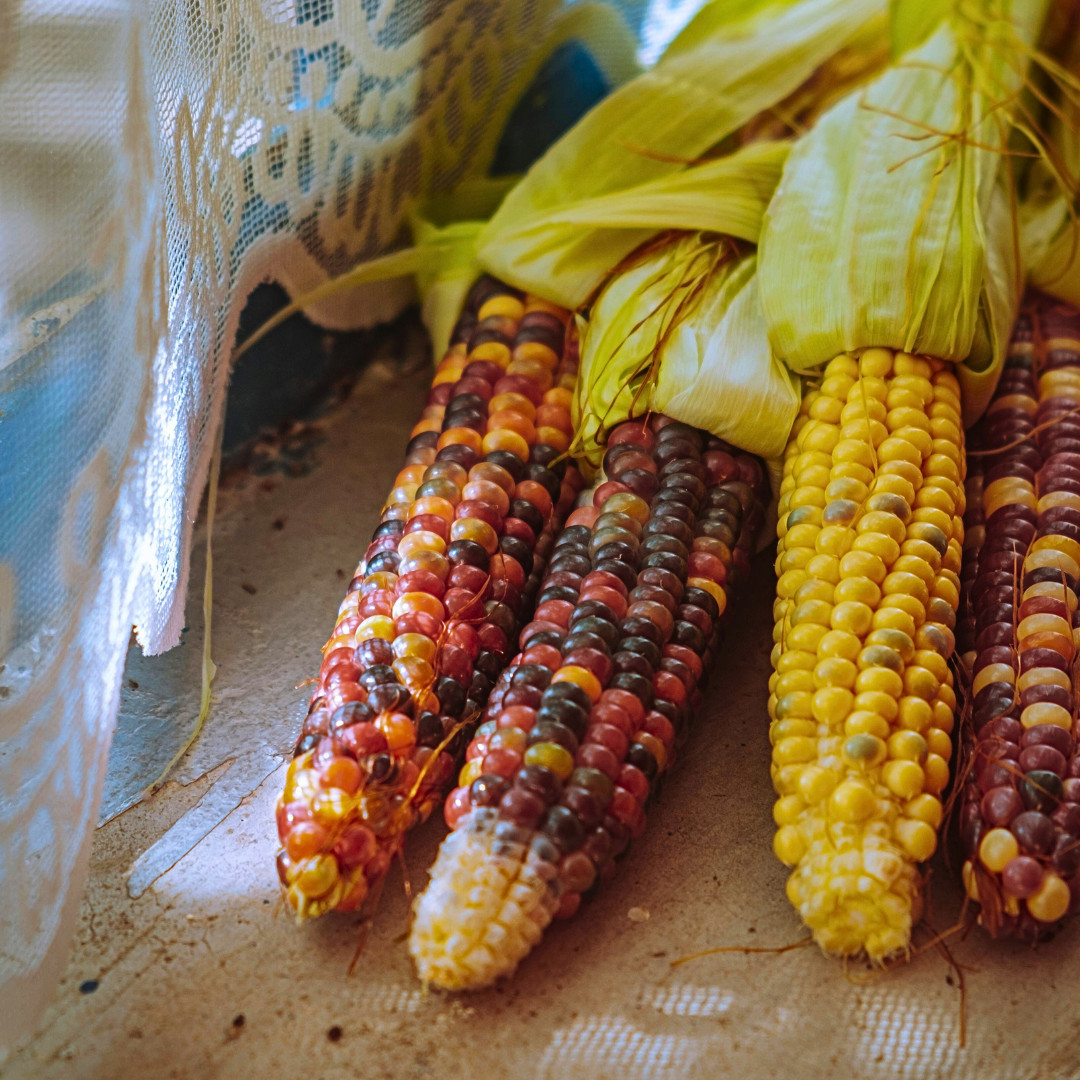 Fresh Premium Glass Gem Popcorn Plant Seeds | Heirloom Non-GMO | Vegetable Seeds