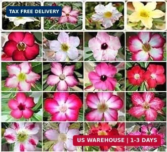 20 Desert Rose Seeds for Planting Mixed Color Ready to Grow Adenium Obesum Seeds