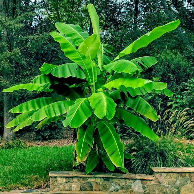 10 “DWARF” Cavendish BANANA Tree Seeds Musa acuminata Hardy Tropical Fruit Plant