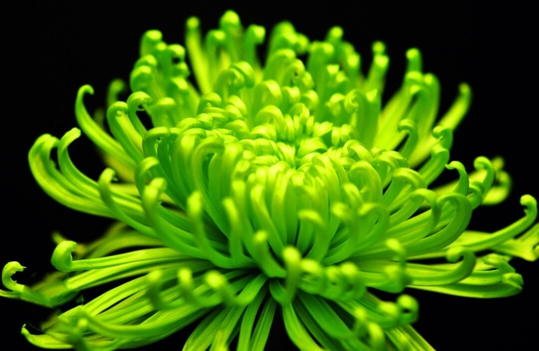 120 Chrysanthemum Seeds Green Flower Authentic Chinese Spider Edible-Tea