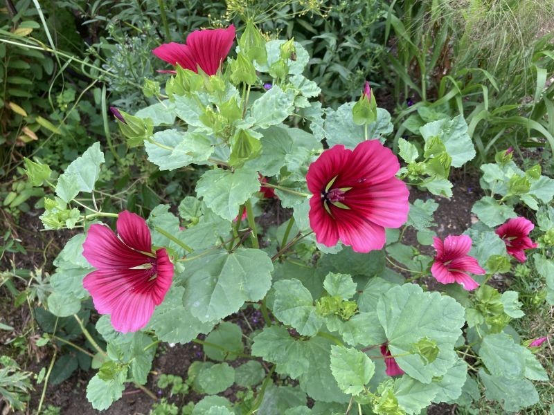 100+ Vulcan Malope Trifida Seeds – Mallowwort Flower – Large Pink Annual Garden