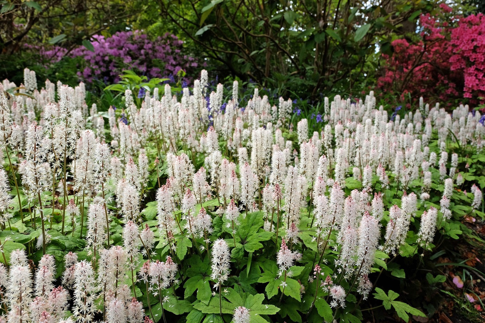 20 HEARTLEAF FOAMFLOWER White & Pink Tiarella Wherryi Coolwort Flower Seeds