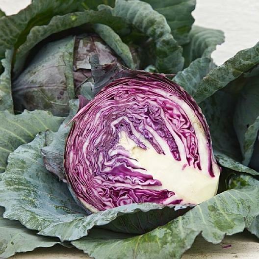 750 Red Acre Cabbage Seeds Non-GMO Brassica Oleracea Gourmet