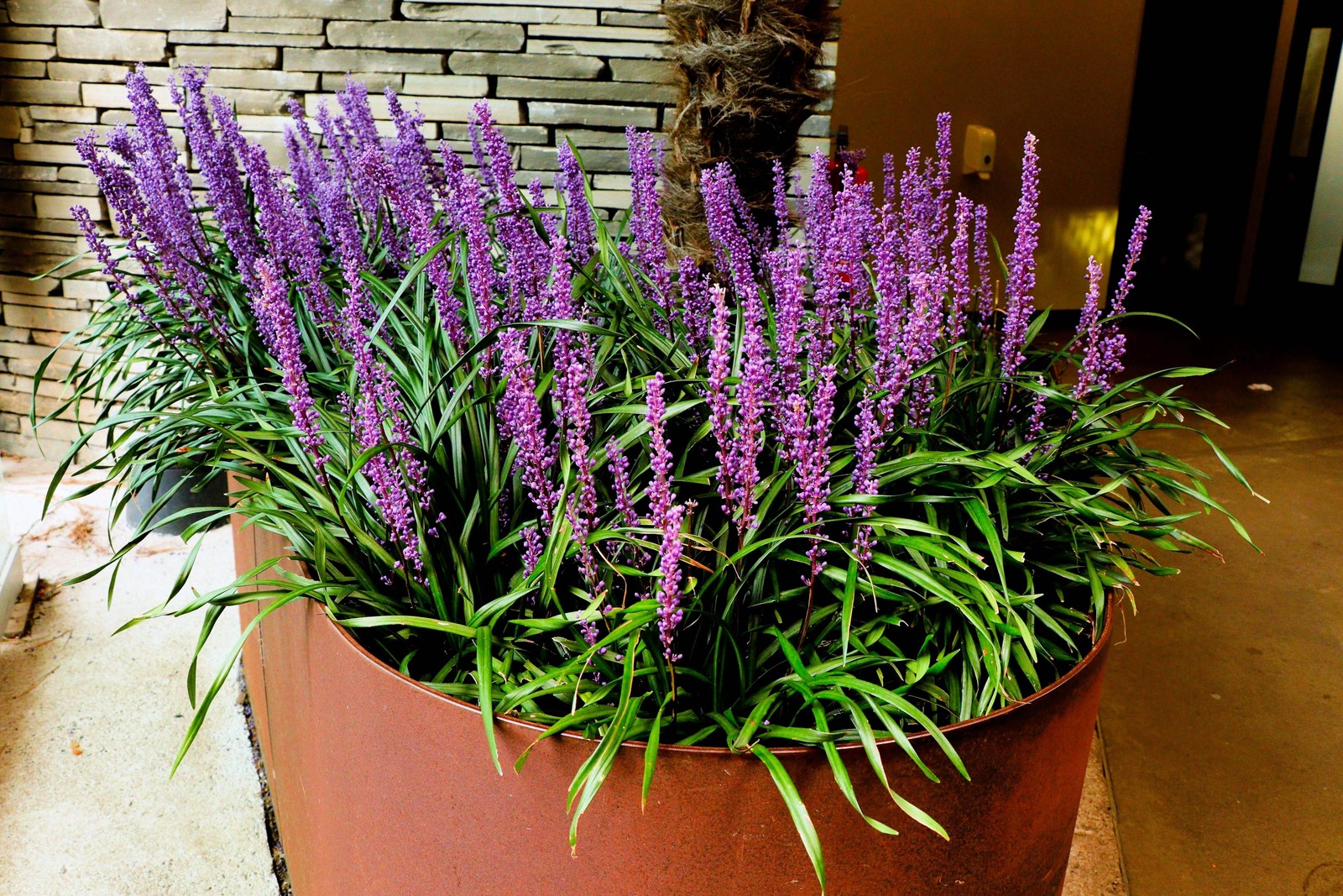 5 LILYTURF Liriope Muscari aka Big Blue Lily Turf / Monkey Grass Flower Seeds