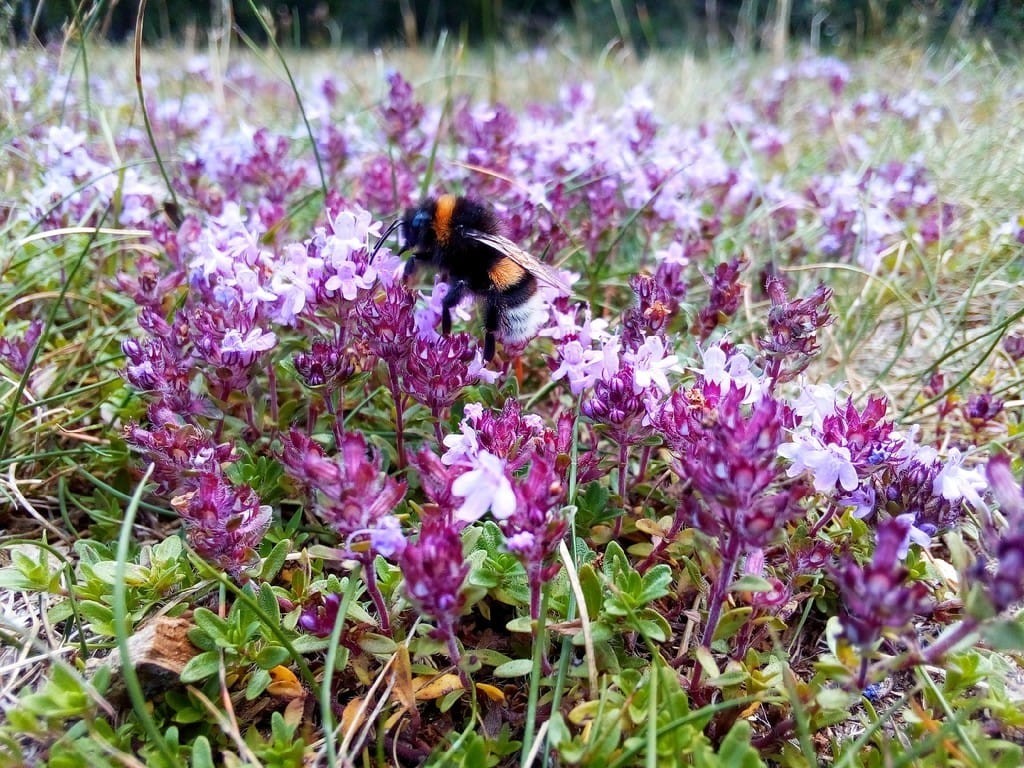 Wild Thyme Seeds – 20,000+ Seeds, Perennial Ground Cover Plant for Outdoor