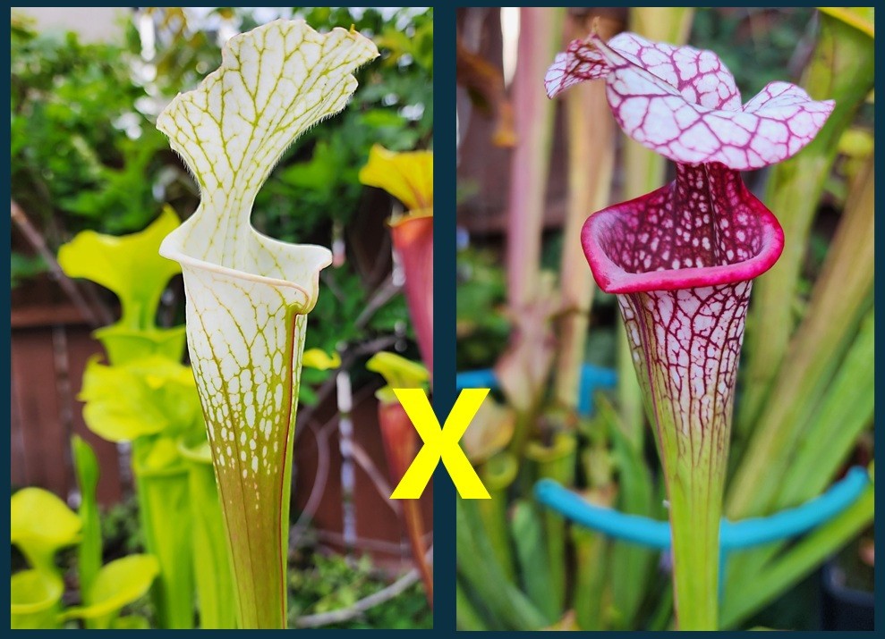 2025 SARRACENIA SEEDS: LEUCOPHYLLA ALBA ROD’S FAVORITE X CAITRIN CLAIRE