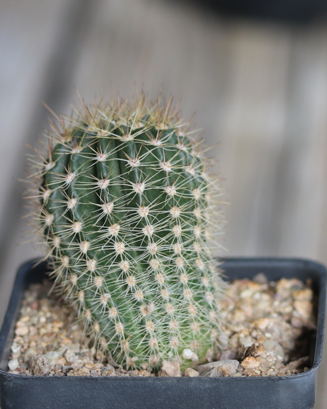 Echinopsis hybrid ‘Windigo’