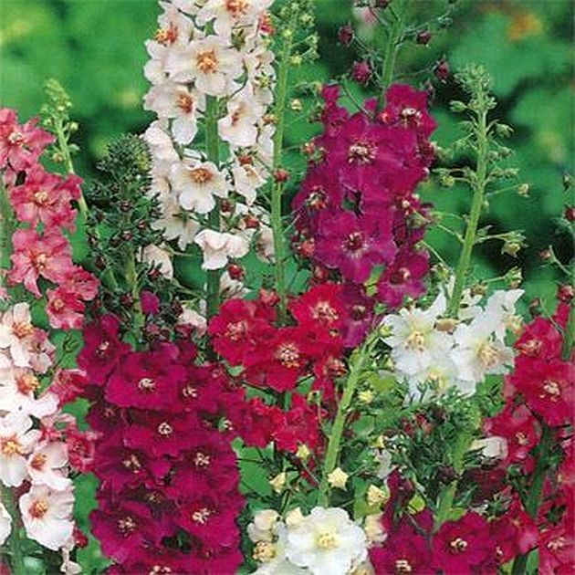 Verbascum Seeds – Mix Colors G91, 300 Seeds, Verbascum Phoenicium Seeds