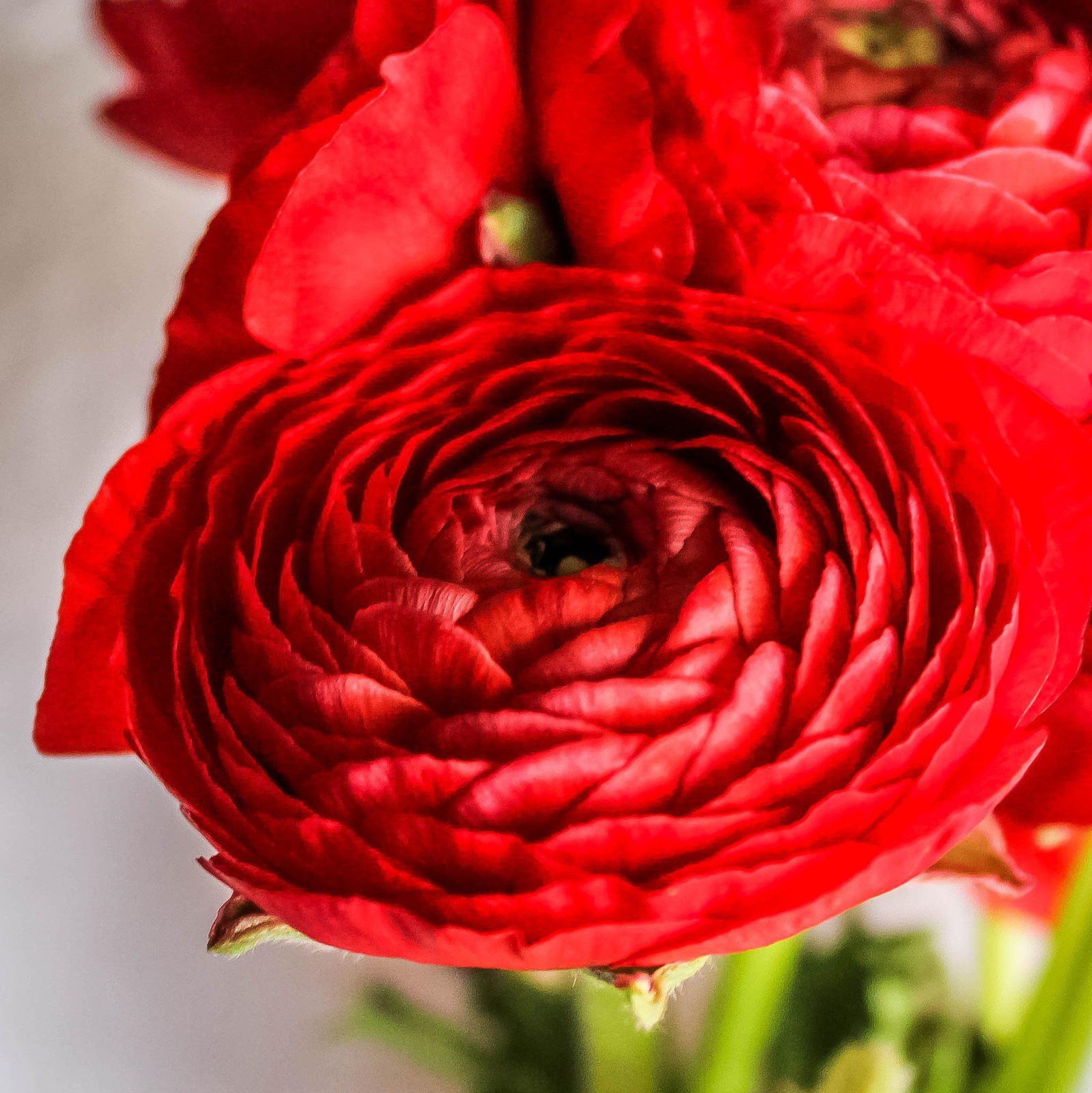 Ranunculus Buttercup Red 10 Flower Bulbs – Spring Red Blooms Temperate Sun