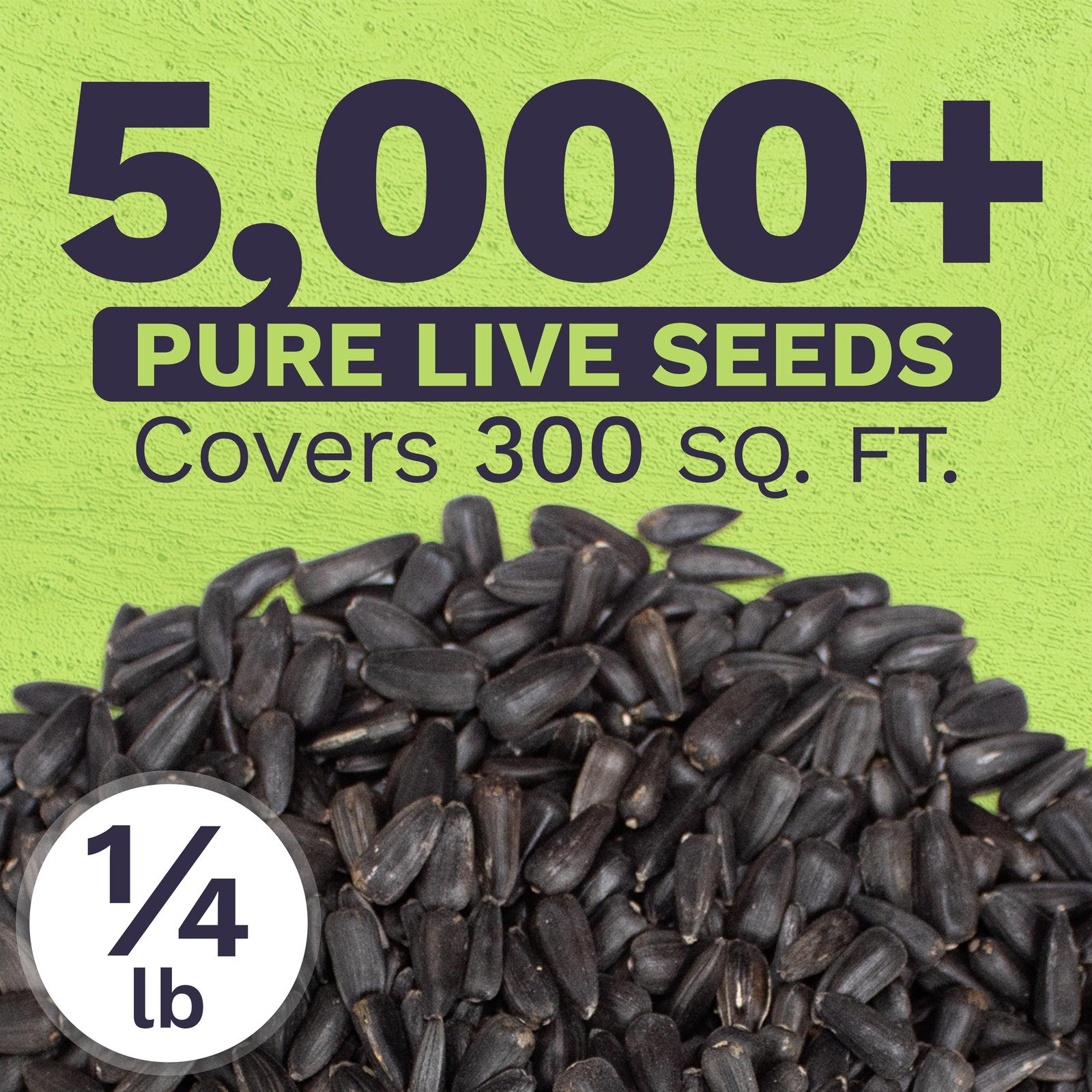 Giant Teddy Bear Sunflower Seeds – Bulk 1/4 Pound Bag – Over 5,000 Fresh Open…