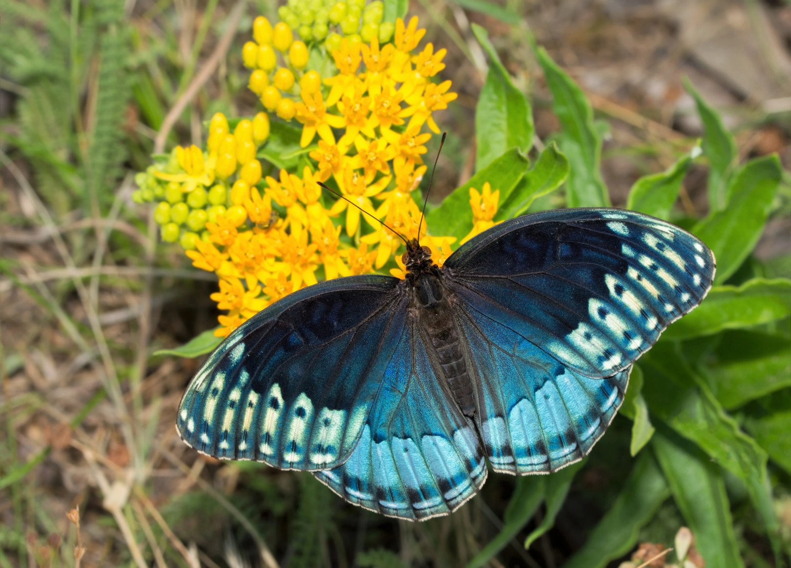 10 GAY BUTTERFLIES MILKWEED Red Yellow Orange Mix Asclepias Tuberosa Flower Seed