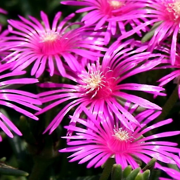 20 ICE PLANT Seeds (Delosperma Cooperi) Daisy Flower Hardy Ground Cover Plant