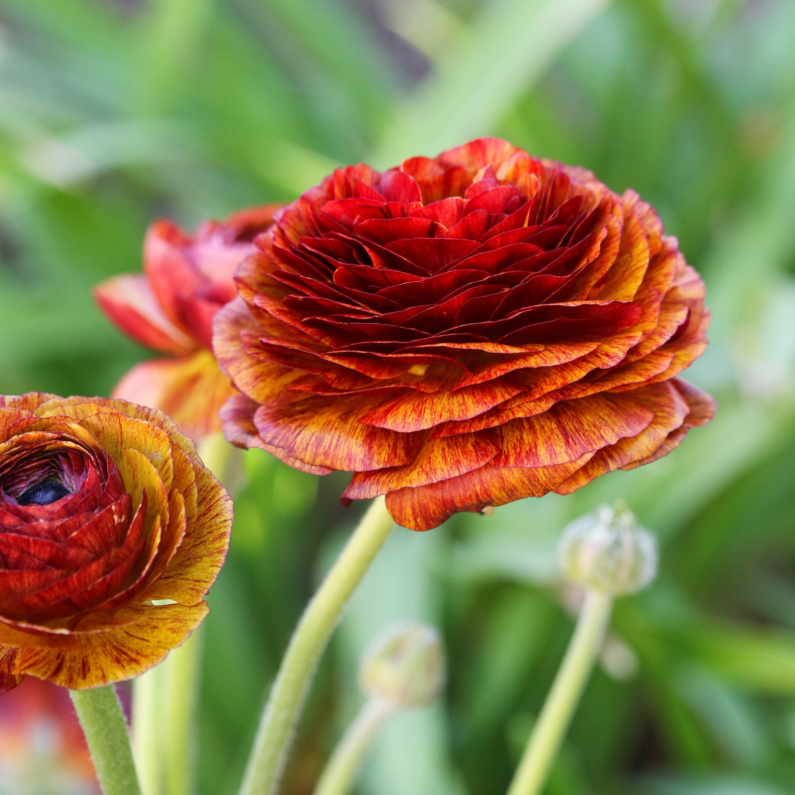 Ranunculus Buttercup Café 10 Flower Bulbs – Spring Multicolor Blooms in Sun
