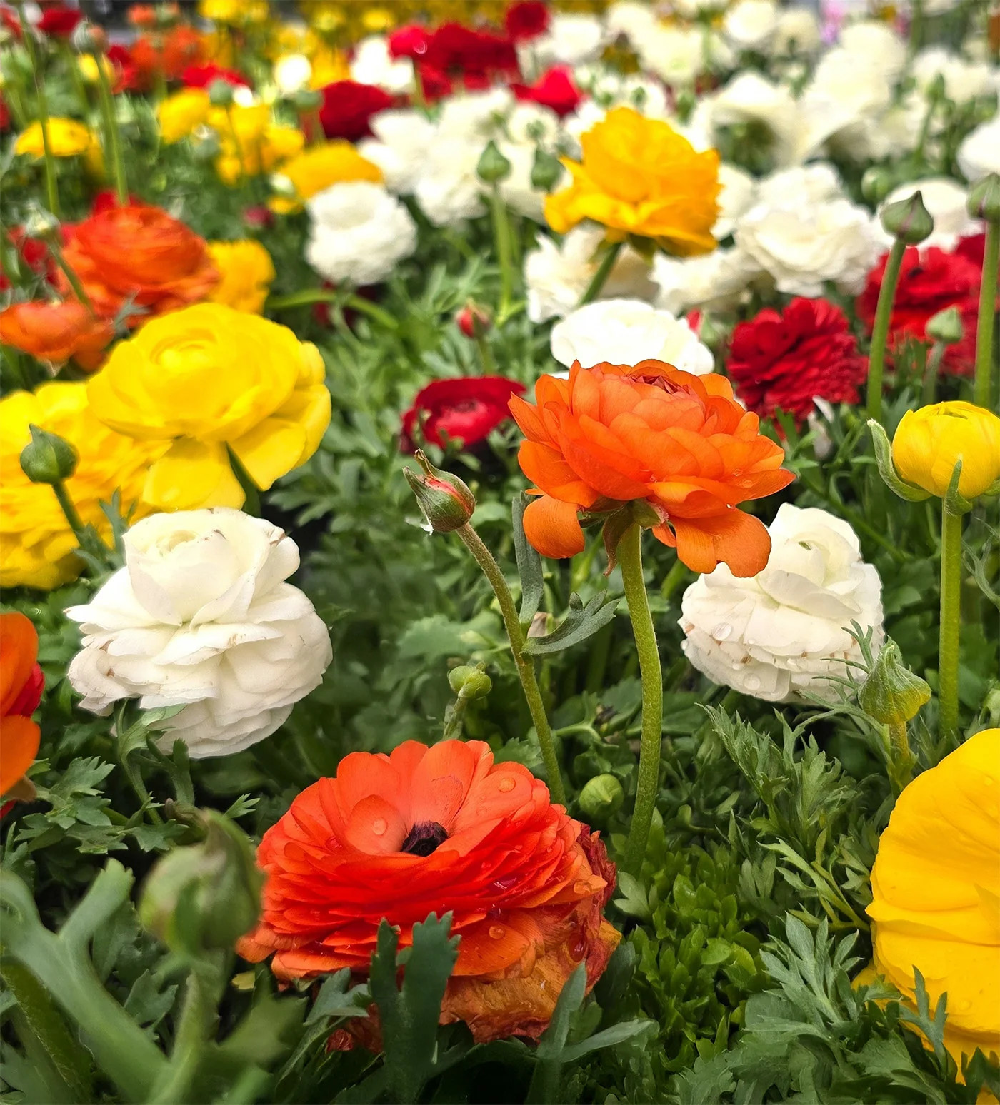 Mixed Ranunculus – 30 bulbs