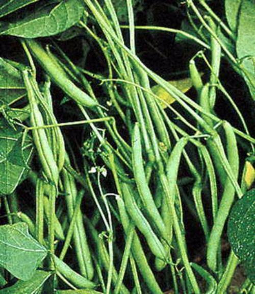 Mountain Half Runner Bean Seed, 1 oz. Pack (75-100 Seeds), Heirloom, USA Grown