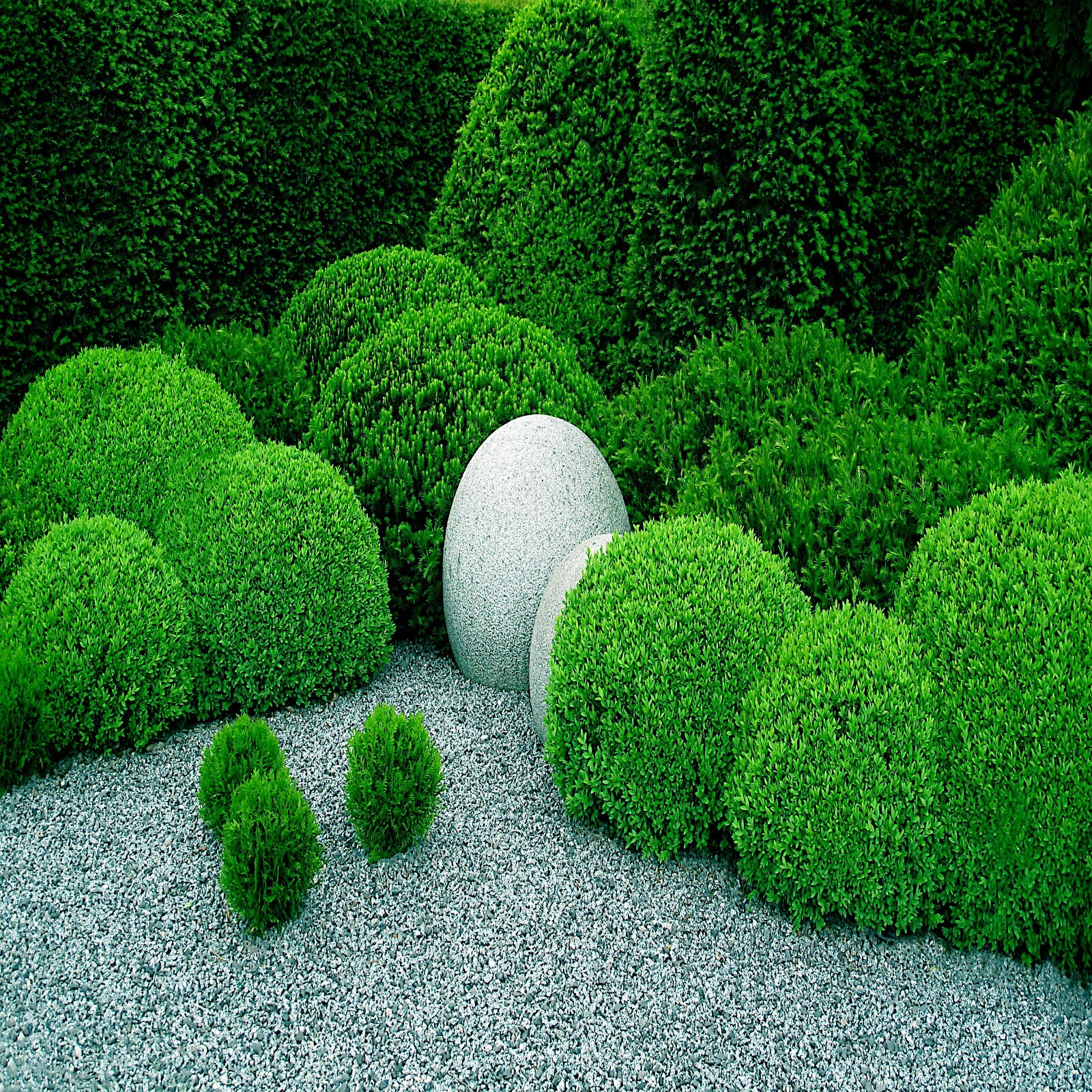 Common English Boxwood Tree Seeds (Buxus sempervirens) Hardy Landscaping Shrub