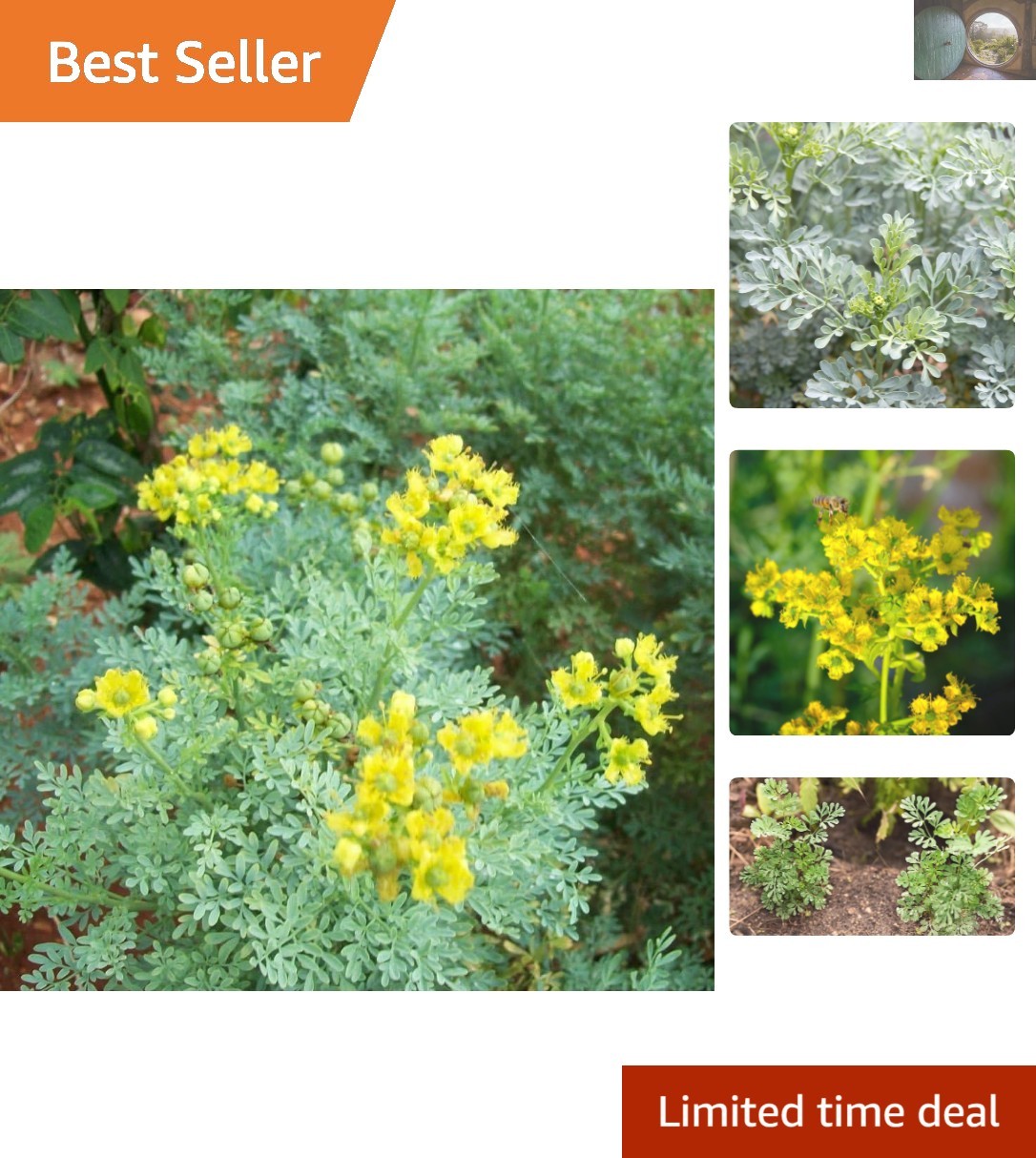 150 Open Pollinated Rue Seeds – Attracts Swallowtail Butterflies & Deters Cats