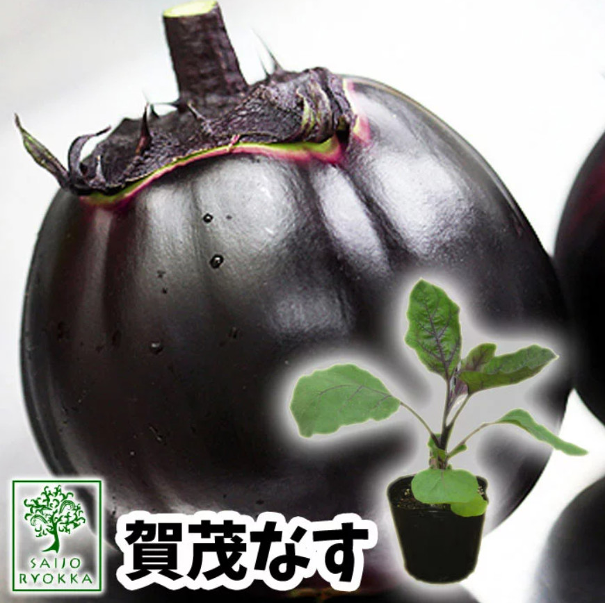 RARE✿ Japanese Heirloom Kamo Eggplant/Kamo Nazu 賀茂 なす 15+ Seeds ●Heat Tolerant
